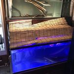 にょろ助 瓢六亭 - 天然鰻