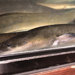 にょろ助 瓢六亭 - 四万十川の天然鰻