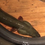 霞ヶ浦の天然鰻