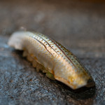 寿司栄 - 2018.8 天草小鰭