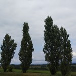 バローレ - 食後はパノラマロードをドライブ