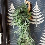 カフェ ウォルナット - エアープランツ？