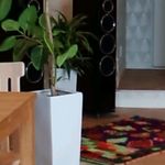 カフェ ウォルナット - 内観