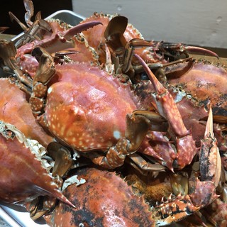 贅沢和食 釣か飯か_0