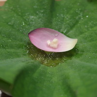 寿こう - 