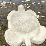 出町ふたば - 亀もいたよ