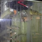 玄海鮨 - タイ、カワハギ、アジ