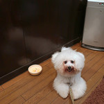 旬采 - お水のボウル持参で〜♬