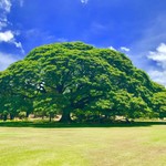 Moanalua Gardens  - 