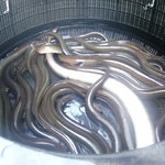 徳山鮓 - うなぎ