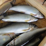 杉ケ瀬ヤナ - 本日落ちたての大鮎