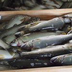 杉ケ瀬ヤナ - これからサイズ別により分けられます