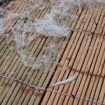 杉ケ瀬ヤナ - ヤナの上では鮎が飛び跳ねています