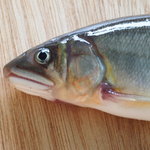 杉ケ瀬ヤナ - 新鮮です