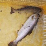 杉ケ瀬ヤナ - 朝落ちてきた長良鱒。釣り人と格闘して弱っているのか？お腹にラインの痕らしき傷が見えますね？だいぶ魚体が傷ついてます・・・