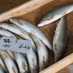 杉ケ瀬ヤナ - 本日の特大