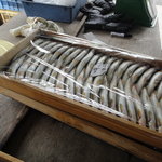 杉ケ瀬ヤナ - サイズ別に仕分けされたあと冷蔵庫に