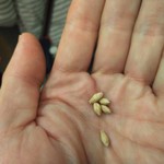 サントリー 天然水のビール工場 東京・武蔵野ブルワリー - 