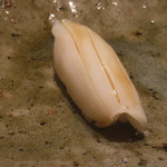 寿し おおはた - 