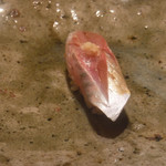 寿し おおはた - 