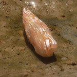 寿し おおはた - 