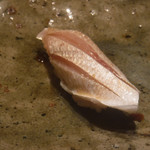 寿し おおはた - 