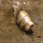 寿し おおはた - 