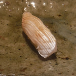 寿し おおはた - 