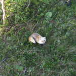 十勝岳温泉 湯元 凌雲閣 - 朝起きると、昨日のキツネさんがまだ外にいました