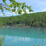 十勝岳温泉 湯元 凌雲閣 - （おまけ）車で30分ほど下ったところには、有名な「青い池」があります。立ち枯れの木は、あと何年同じ姿を残すのでしょう