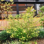 むさしの森珈琲 - 