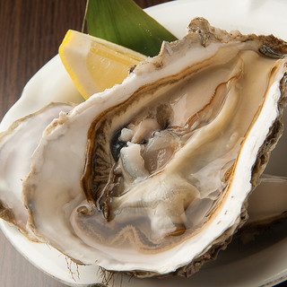 [Large L size] Akkeshi brand oysters with Oyster "Kakiemon"