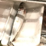 居酒屋勢人 - トロイワシ（マイワシ）