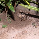 お食事処 ちゃんや～ - 庭での食事訪れるヤドカリ