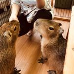 Kapibarando Puipui - 