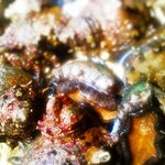 魚酒房 まんま亭 - 活あわびと活さざえ