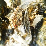 魚酒房 まんま亭 - 夏限定　鳥羽の岩牡蠣