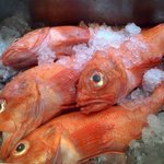 魚酒房 まんま亭 - 名物の北海道産きんき。煮付けでも塩焼きでも。