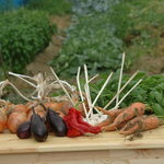 SPUTNIC - 自家農園で採れた季節の野菜を使用