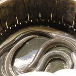 鰻禅 - 活きうなぎ