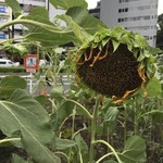 虎屋菓寮 - 名残の向日葵