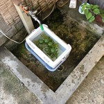 やまめ庵 - かぼす⁉︎