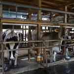 山の上の小さな牧場カフェ - うしさん