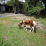 山の上の小さな牧場カフェ - ポニーさん