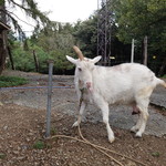 山の上の小さな牧場カフェ - やぎさん