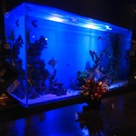 バーハクシ - ニモ復活(幼魚)