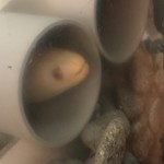 鰻はし本 - 池神様