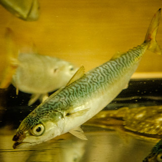 【鮮度抜群】生け簀から直送！極上活サバ