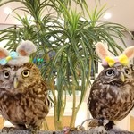 フクロウカフェ スイートアウル - ハロウィン気分で浮かれてます！！