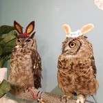 フクロウカフェ スイートアウル - 更にハロウィン！